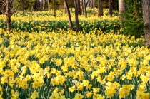 Daffodils